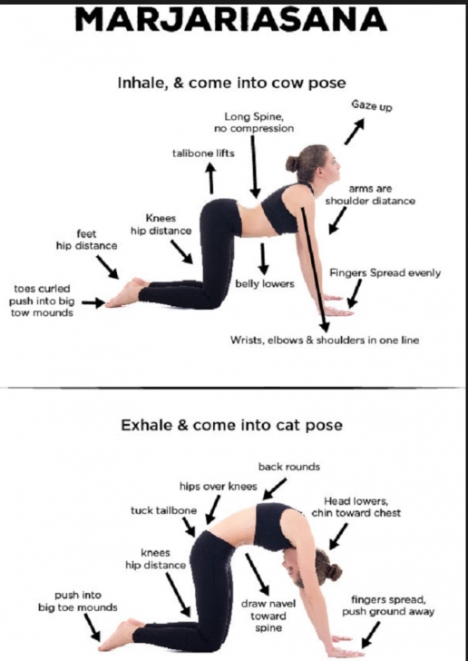 top yoga poses cat cow crossfit pictures